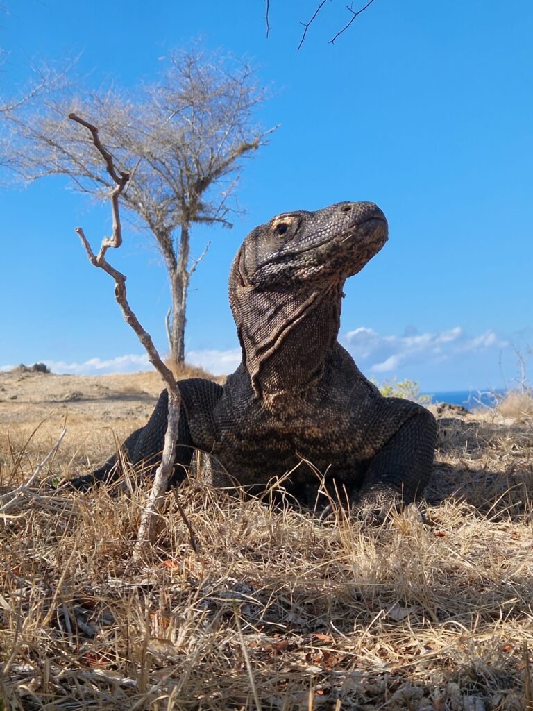 Komodo Waran | Bali Bliss